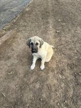 Anatolian Shepherd Dogs Available for Adoption in Linton, Indiana - Black | PetCurious