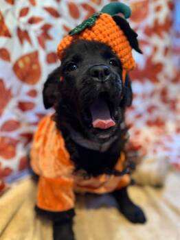 Kindle -  Mixed Breed Dog for Adoption in Dunmore, Pennsylvania - Kindle | PetCurious