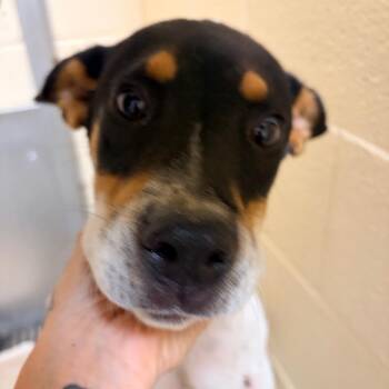 Squirt -  Australian Shepherd and Mixed Breed Dog for Adoption in Palestine, Texas - Squirt | PetCurious