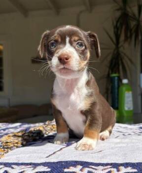 Dexter -  Chihuahua and Mixed Breed Dog for Adoption in Visalia, California - Dexter | PetCurious