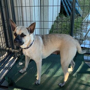 Black Mouth Cur Dogs Available for Adoption in Thomson, Georgia - Bingo | PetCurious