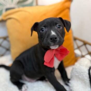 Canyon Journey -  Pit Bull Terrier and Labrador Retriever Dog for Adoption in Friendswood, Texas - Canyon Journey | PetCurious