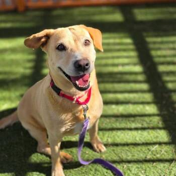 STELLA ROSE -  Labrador Retriever Dog for Adoption in Las Vegas, Nevada - STELLA ROSE | PetCurious
