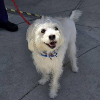 Poodle and Mixed Breed Dogs Available for Adoption in Las Vegas, Nevada - CECE | PetCurious