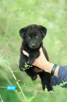 Border Collie Dogs Available for Adoption in Semmes, Alabama - Bear | PetCurious