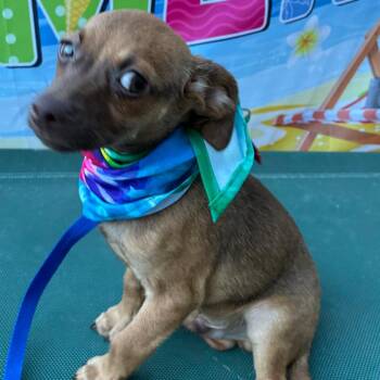 Teddy -  Chihuahua Dog for Adoption in Aledo, Texas - Teddy | PetCurious