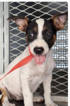 Misha -  Jack Russell Terrier Dog for Adoption in Copiague, New York - Misha | PetCurious