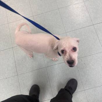 Mario -  Mixed Breed Dog for Adoption in Philadelphia, Pennsylvania - Mario | PetCurious