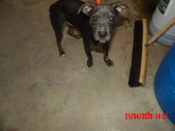 Mixed Breed Dogs Available for Adoption in Hobbs, New Mexico - Stevie | PetCurious