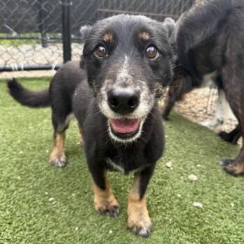 Sweetie Pie -  Corgi Dog for Adoption - Sweetie Pie | PetCurious