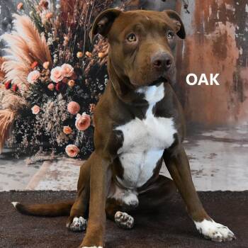 Pit Bull Terrier Dogs Available for Adoption - Walter | PetCurious