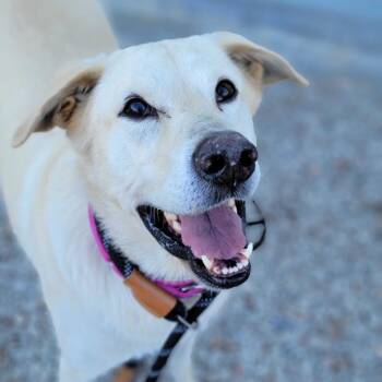 Nevaeh -  Yellow Labrador Retriever and Shepherd Dog for Adoption in Dover, New Hampshire - Nevaeh | PetCurious