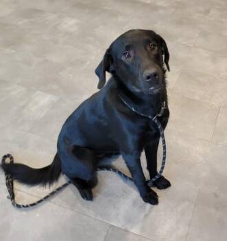 Black Labrador Retriever Dogs Available for Adoption - Chip | PetCurious