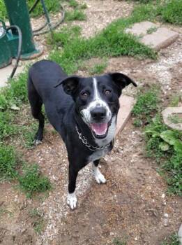 WENDY -  Border Collie and Mixed Breed Dog Available for Adoption in St. Peters, Missouri - WENDY | PetCurious