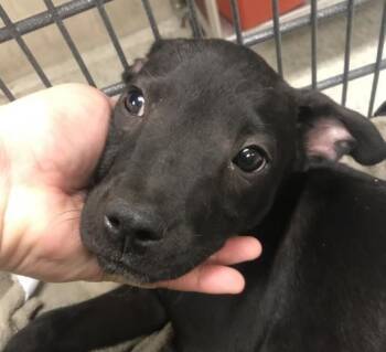 Pit Bull Terrier and Labrador Retriever Dogs Available for Adoption in Conroe, Texas - FLETCHER | PetCurious