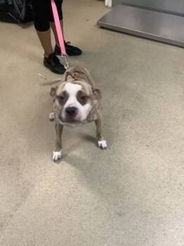 Rescue Pit Bull Terrier and Mixed Breed Dogs for Adoption in Fort Worth, Texas - Miracle | PetCurious