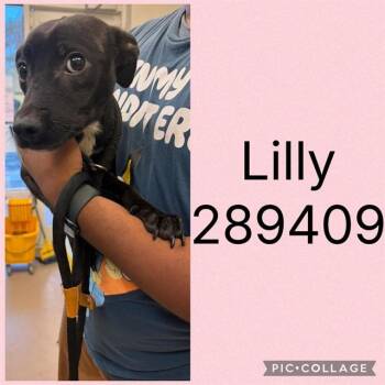 LILLY -  Mixed Breed Dog for Adoption in Macon, Georgia - LILLY | PetCurious