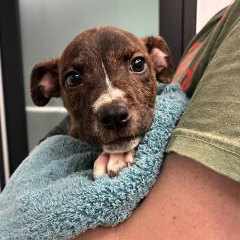 Bowie -  Mixed Breed Dog for Adoption in Abilene, Texas - Bowie | PetCurious