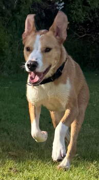 Rescue Mixed Breed Dogs for Adoption in Pasadena, California - TEDDY | PetCurious