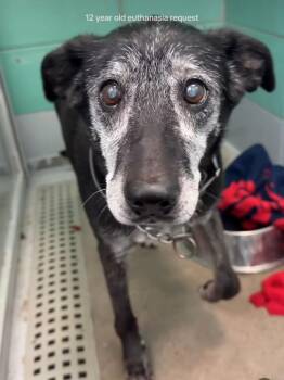 Rescue Labrador Retriever Dogs for Adoption in Denver, Colorado - Nyx | PetCurious