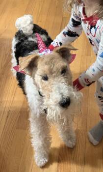 Wire Fox Terrier Dogs Available for Adoption in Pickering, Ontario - Farley 4264 | PetCurious