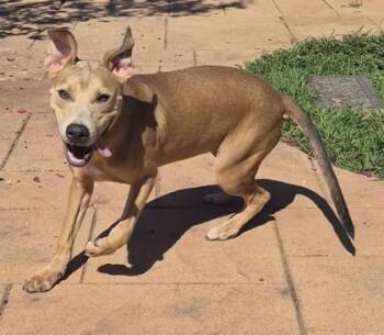 Happy -  Mixed Breed Dog for Adoption in Shreveport, Louisiana - Happy | PetCurious