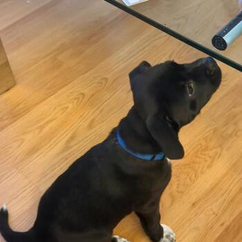 French Bulldog and Terrier Dogs Available for Adoption in Fort Lauderdale, Florida - Violet Blossom | PetCurious