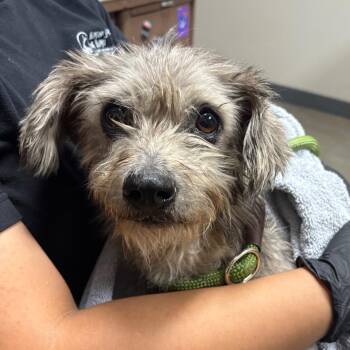 Cookie -  Miniature Schnauzer and Mixed Breed Dog for Adoption in Yuma, Arizona - Cookie | PetCurious
