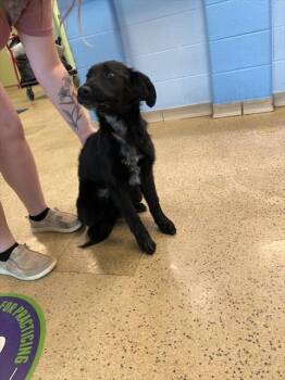 German Shepherd Dog and Labrador Retriever Dogs Available for Adoption - MAX | PetCurious