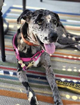 Violet -  Great Dane and Catahoula Leopard Dog Dog for Adoption in Claremont, California - Violet | PetCurious