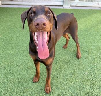 Rescue Doberman Pinscher Dogs for Adoption in Raleigh, North Carolina - REX | PetCurious
