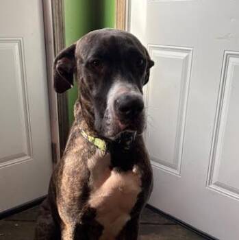 Great Dane Dogs Available for Adoption - Molly | PetCurious