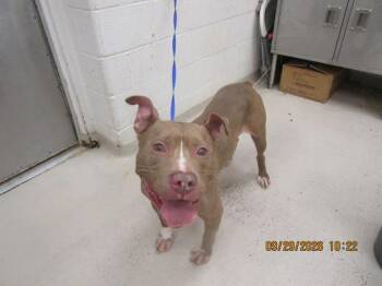 Blue (83) -  Pit Bull Terrier Dog for Adoption in Marietta, Georgia - Blue (83) | PetCurious