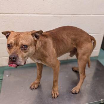 Mixed Breed Dogs Available for Adoption in Memphis, Tennessee - Randall | PetCurious
