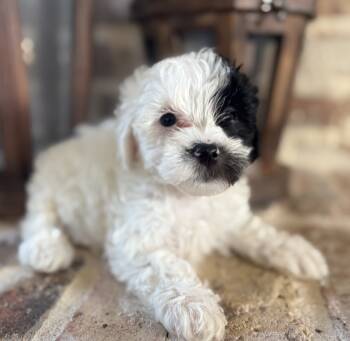 Target -  Toy Poodle Dog for Sale in Lucedale, Mississippi - Target | PetCurious