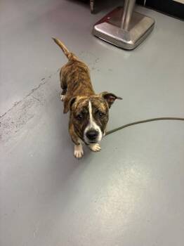 Wilbur -  Pit Bull Terrier and Dachshund Dog for Adoption in Phoenix, Oregon - Wilbur | PetCurious