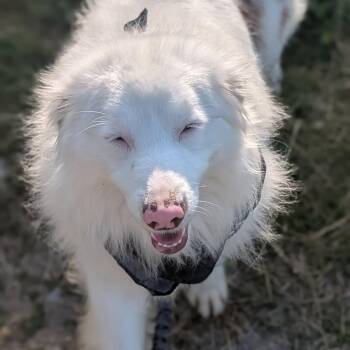 Australian Shepherd Dogs Available for Adoption in Melbourne, Kentucky - Lemon | PetCurious