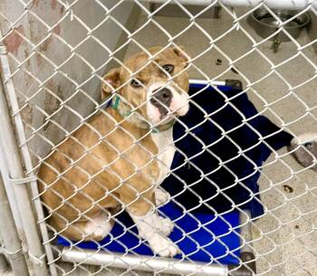 Rescue Pit Bull Terrier Dogs for Adoption in Petersburg, Virginia - Carmella | PetCurious