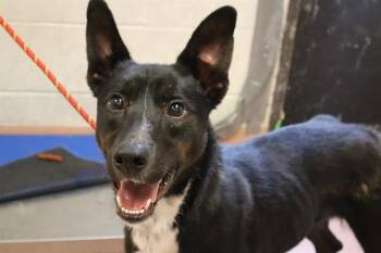 Rescue Mixed Breed Dogs for Adoption in Columbia, South Carolina - ENCHANTED | PetCurious