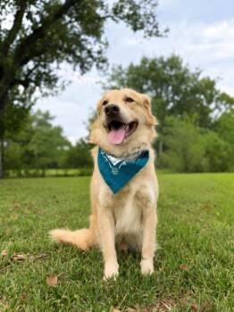 Zeus King of the Goldens -  Golden Retriever and Border Collie Dog for Adoption in Friendswood, Texas - Zeus King Of The Goldens | PetCurious