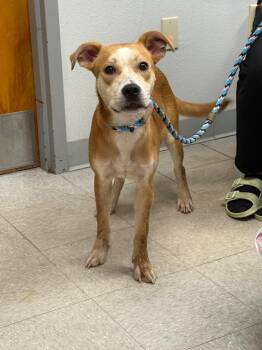 Jim Dandy -  Carolina Dog Dog for Adoption in Sorrento, Louisiana - Jim Dandy | PetCurious