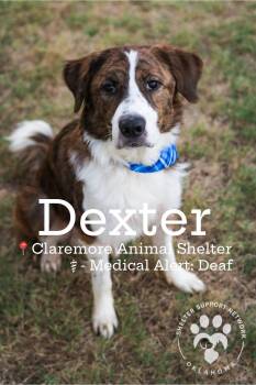 DEXTER -  Collie and Great Pyrenees Dog for Adoption in Claremore, Oklahoma - DEXTER | PetCurious