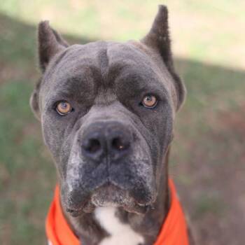 NEGAN -  Mastiff Dog for Adoption in San Antonio, Texas - NEGAN | PetCurious