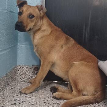 Terrier and Mixed Breed Dogs Available for Adoption in Hattiesburg, Mississippi - Fairy | PetCurious