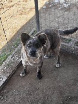 French Bulldog and Chihuahua Dogs Available for Adoption - Shelby  | PetCurious