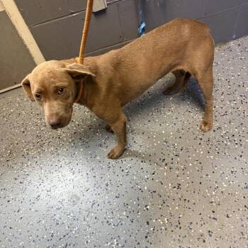 TUSC-Stray-85574 -  Hound and Labrador Retriever Dog for Adoption in Tuscaloosa, Alabama - TUSC-Stray-85574 | PetCurious