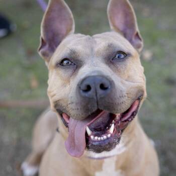 Rescue Pit Bull Terrier Dogs for Adoption in Pleasanton, California - Linnett - ECAS | PetCurious