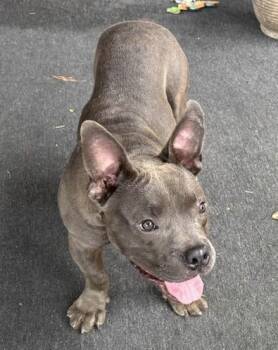 Stitch -  Bulldog Dog for Adoption in Irmo, South Carolina - Stitch | PetCurious