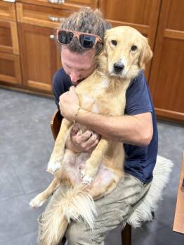 Tucker -  Golden Retriever and Corgi Dog for Adoption in New Orleans, Louisiana - Tucker | PetCurious