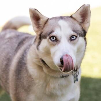 Husky Dogs Available for Adoption in Belleville, Illinois - Willow | PetCurious